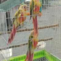 جوجه گرینچیک آناناسی دبل رد و ملنگو