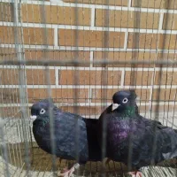 کفتر ذاغ ابادانی چش نوک سفید|پرنده|ماهدشت, |دیوار