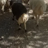 یک قوچ دورگ درجه یک براتخمی میش رون به ضمانت