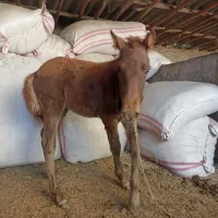 کره اسب نر چهار ماه یورقه|اسب و تجهیزات اسب‌سواری|آزادشهر, |دیوار