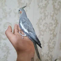 عروس هلندی