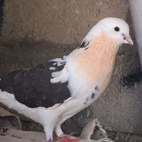 جفت شهرستانی