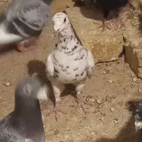 کبوتر هفت رنگ ماده|پرنده|اسفرورین, |دیوار