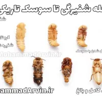 شفیره میلورم|خزنده|یزد, |دیوار