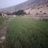 تولکی