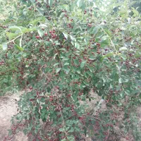 نگهبانی وباغبانی|خدمات باغبانی و درختکاری|لنگرود, |دیوار