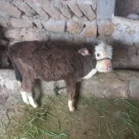 یک راس گوساله سیمینال نر کور