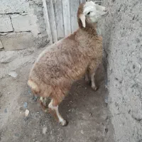 بره املیک ماده وزنش پایینه زیر ۱۵کیلو هست