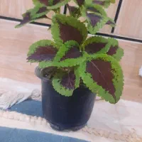 گل Flower|گل و گیاه طبیعی|آبدانان, |دیوار