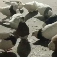 تعدادی کفتر طوقی فروشی