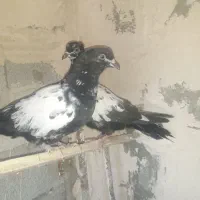 کبوتر|پرنده|میاندوآب, |دیوار