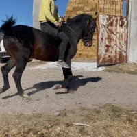 اسب نر شناسنامه دار پدر ترکمن مادر کرد‌