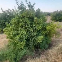 فروش-باغچه-1000متری