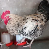 خروس سرحال بالغ دورگه|حیوانات مزرعه|فریدون‌کنار, |دیوار