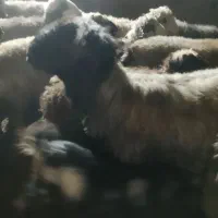 قوچ‌به‌شرط‌میش‌روندن