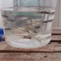 ماهی گوپی شکم پر از بهترین نژاد|ماهی|لردگان, |دیوار