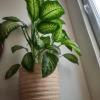 دیفن باخیا زیبا و سرحال|گل و گیاه طبیعی|تهران, دهم فروردین|دیوار