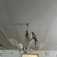 عروس هلندی|پرنده|رفسنجان, |دیوار