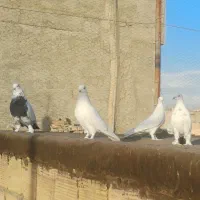 کفتر زیبا پرشی