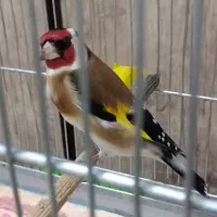 سهره سرخ کرمانشاه