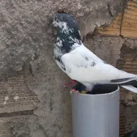 کبوتر بپر
