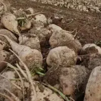 فروش چغندر قند