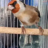 سهره سرسیاه