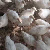 جوجه بوقلمون آماده برای پروارکردن|حیوانات مزرعه|شازند, |دیوار