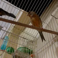 قناری دوتانریه ماده