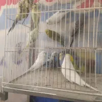 کلکسیونی بینظیرازدنیای مرغ عشق  آیهان|پرنده|خوی, |دیوار