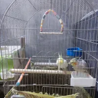 یک جفت عروس هلندی با جوجه