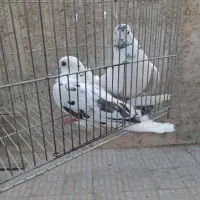 معاوضه ..|پرنده|اصفهان, بهارستان (مخابرات)|دیوار