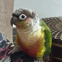 طوطی گرینچیک|پرنده|تهران, جوادیه تهرانپارس|دیوار