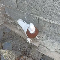 کبوتر طوقی|پرنده|جم, |دیوار