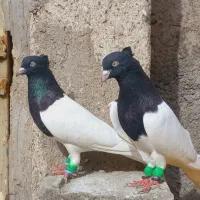 چند عدد دم سفید چشم نوک سفید  مهرمهر