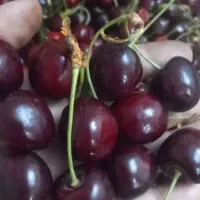 گیلاس تکدانه لواسان کوچک