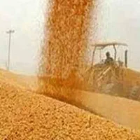 گندم دیم بوجاری شده سرداری
