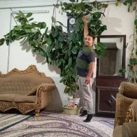 گل فیکوس غول پیکر