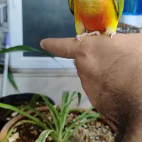 عروس هلندی وگرینچیک فول دستی