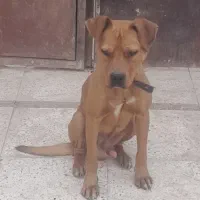 پیتبول نر|سگ|تهران, هرندی|دیوار