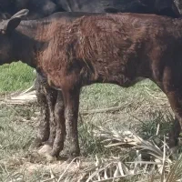 گاو گوساله گوسفند بز بره گاومیش در شادگان|حیوانات مزرعه|شادگان, |دیوار