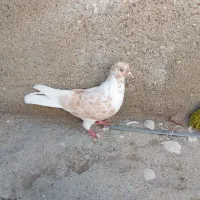 فروشی بخون بعدبزنگ