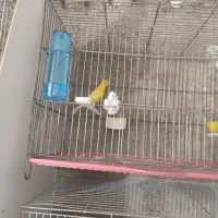 قناری جیبر و یکسر|پرنده|شیراز, فرودگاه شهید دستغیب شیراز|دیوار