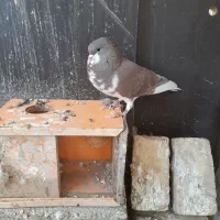 چپ سرخ خال دار|پرنده|شیراز, جانبازان|دیوار