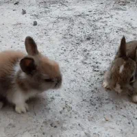 فروش خرگوش در محمودآباد|موش و خرگوش|محمودآباد, |دیوار