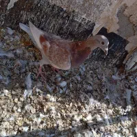 غوره ای.کوار