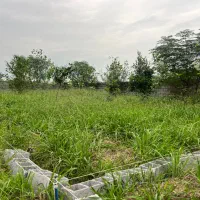 فروش زمین ۲۵۶ متری باغات شهرکی در کتالم (رامسر)