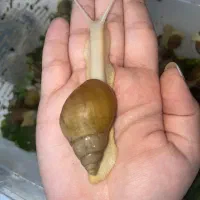 ۱۹۰ عدد حلزون ۴ ماهه