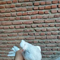 جفت کبوتر کله الماسی کاکلی