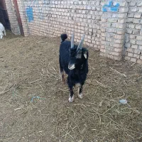 بزغاله نربزی ذاتن جلو رو درجه یک